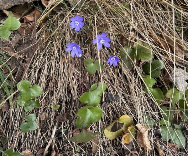 Blåsippor på Marmorbruket